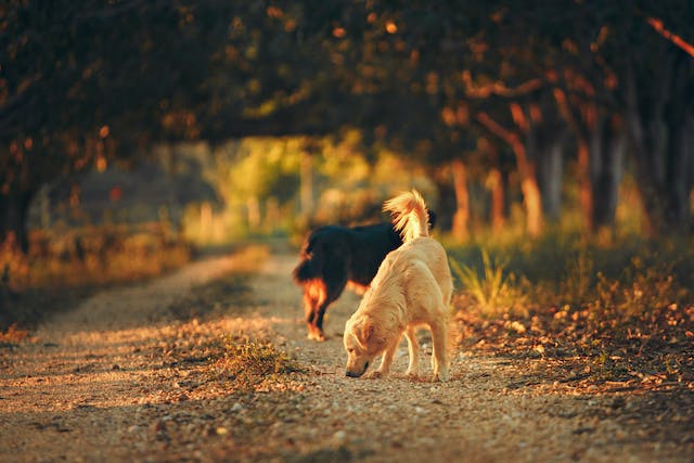 Nose Work for Hunde: Optimering af Snuseevnen med Godbidder